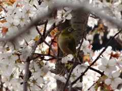 メジロと桜