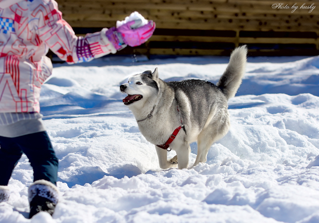 雪合戦！