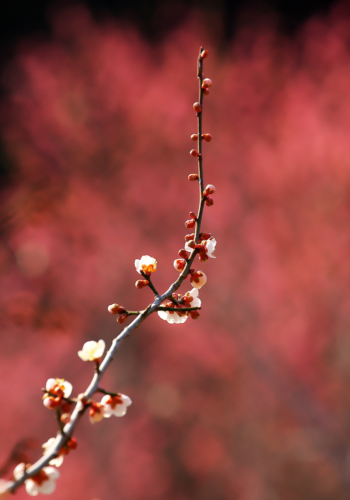 紅白合戦