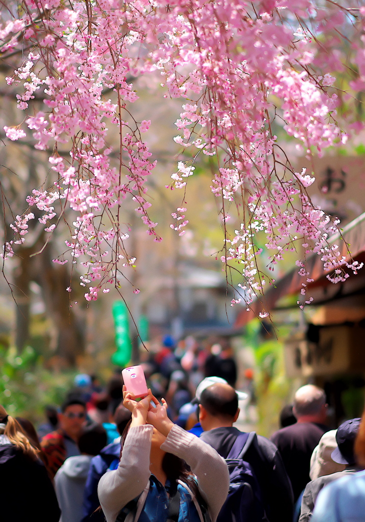 桜色