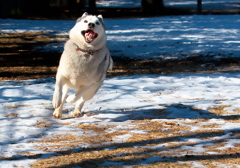 犬は喜び庭駆け回り♪