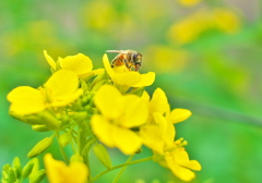 蜜集め