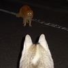 対峙