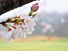 春雨2