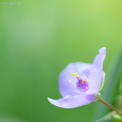 野に咲く花のように～♪