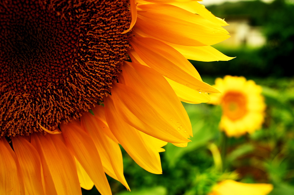 太陽の花