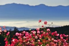 高原のコスモス