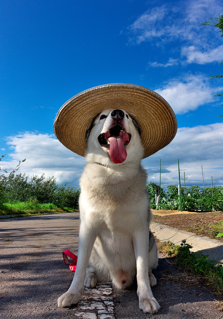 ボクの夏休み