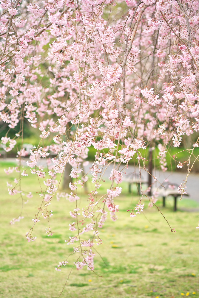 枝垂桜