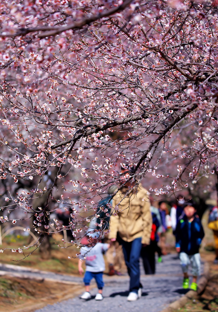 ume's memory②～吉野梅郷2014～