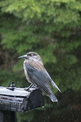 水もしたたる・・