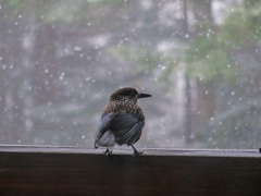 雪、やまんかな