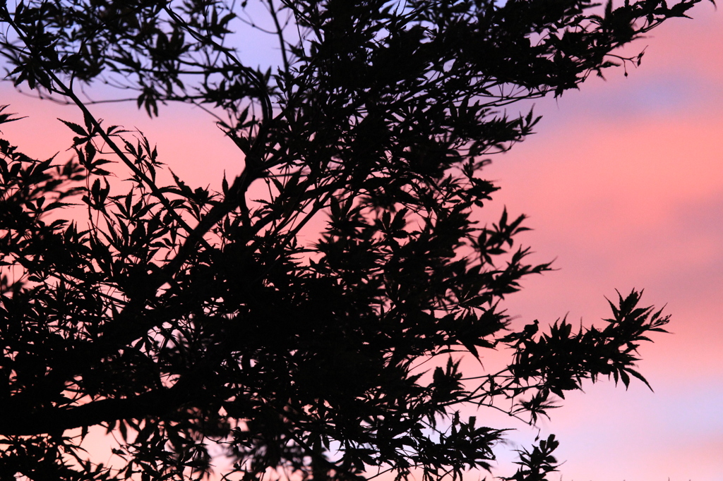 夕暮れ時