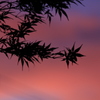 夕暮れ時