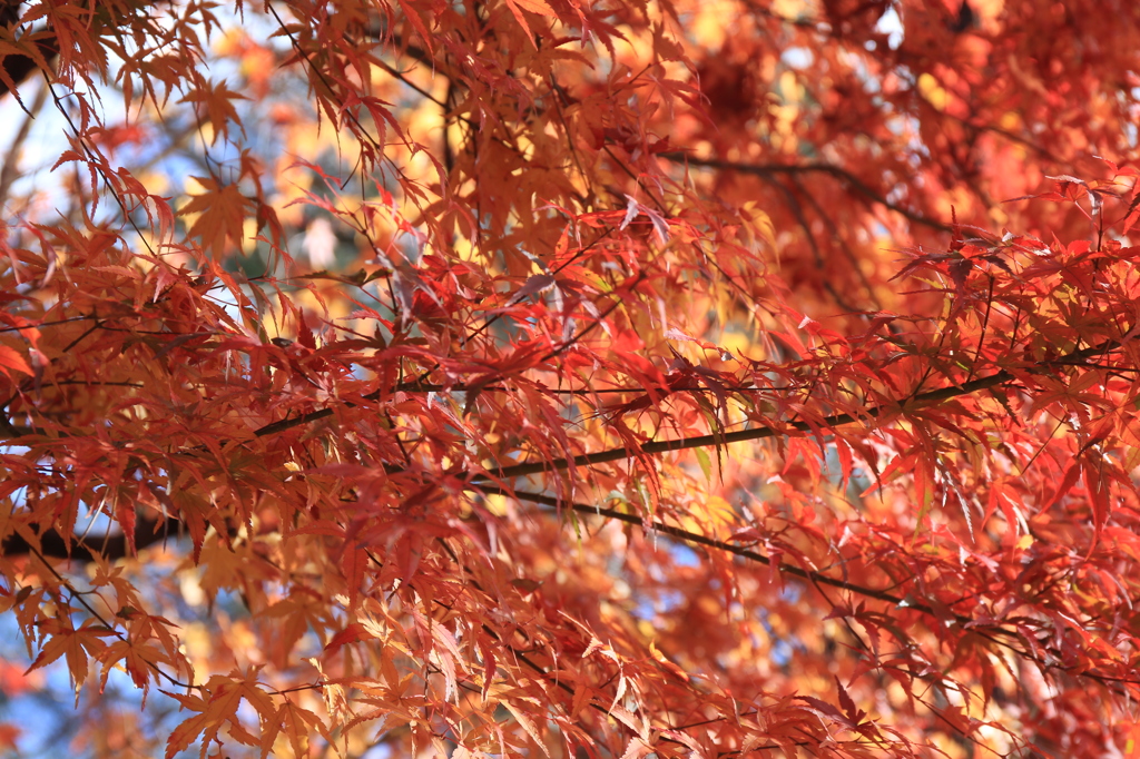 紅葉