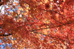 紅葉