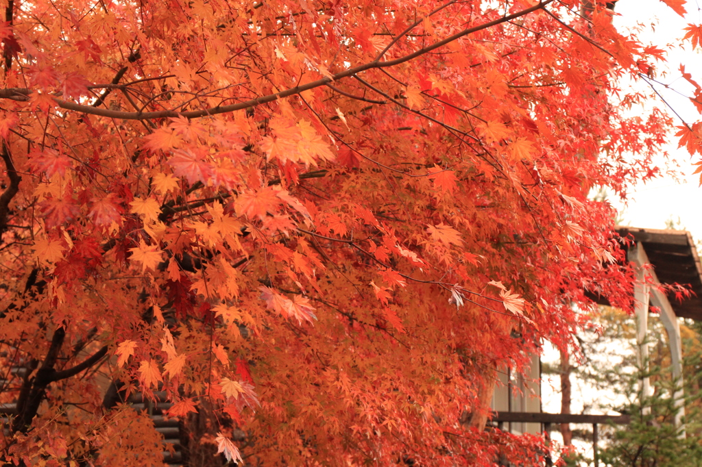 紅葉