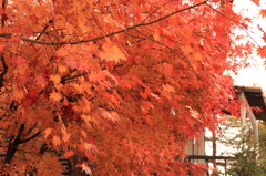 紅葉