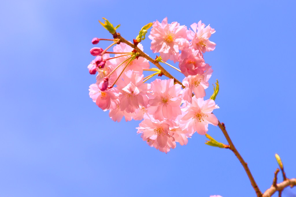 ふわふわひらひら