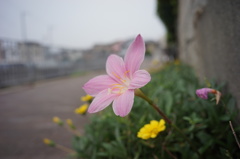 道端の花