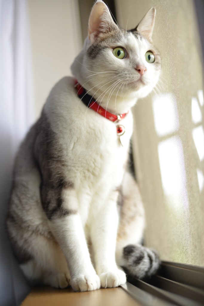 CoCo1