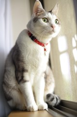 CoCo1