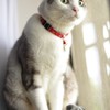 CoCo1