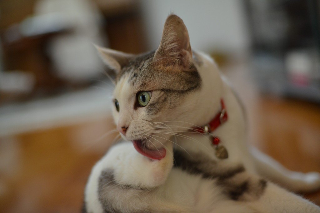 CoCo6