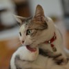 CoCo6
