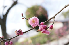 梅の花