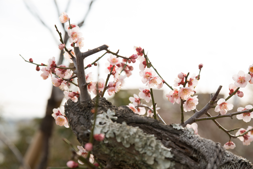 梅の花