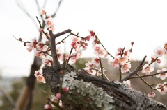 梅の花