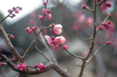 少しずつ花を開かせる