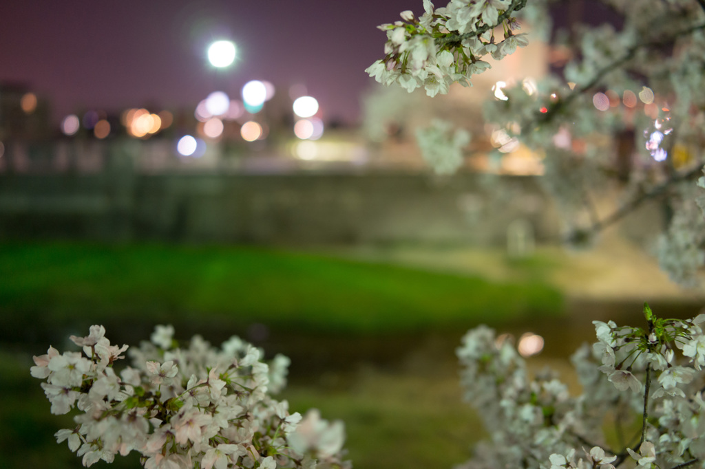 夜桜