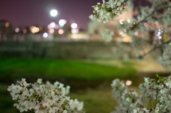 夜桜