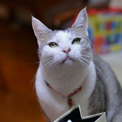 CoCo3