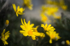道端の花壇　１
