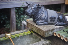 京都の片隅に佇む牛