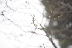 春の足音