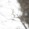 春の足音