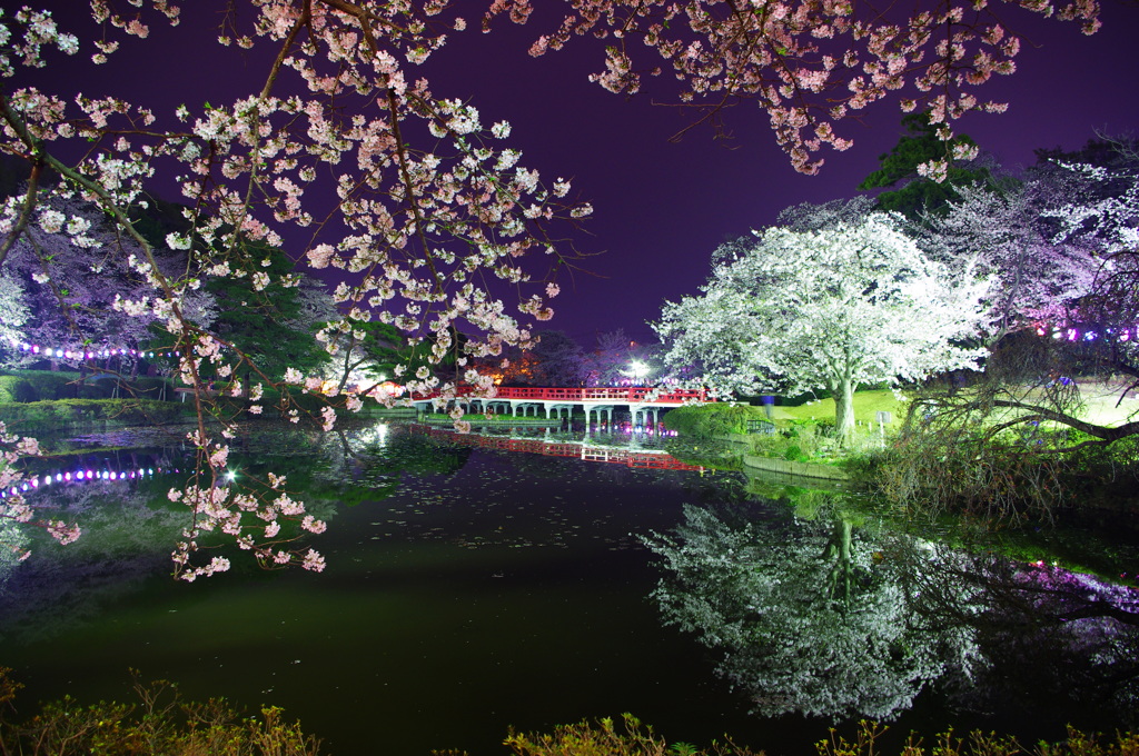 夜桜と提灯と