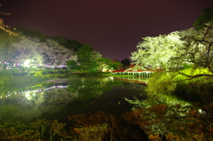 夜のお花見