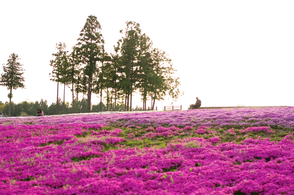 芝桜