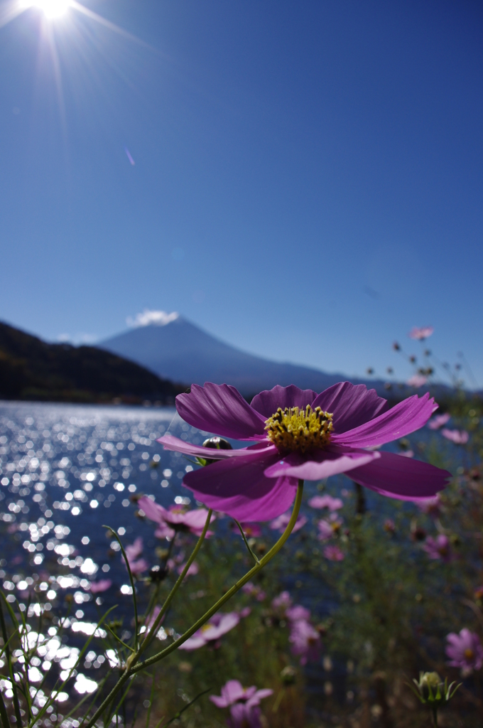 富士と秋桜
