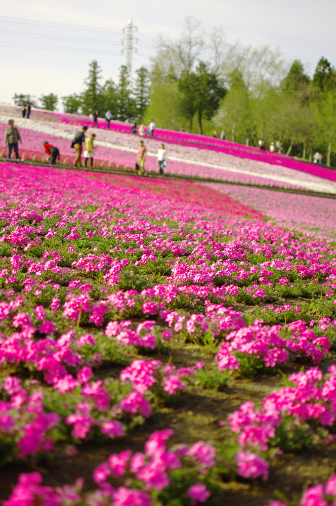 桜の階段