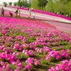 桜の階段