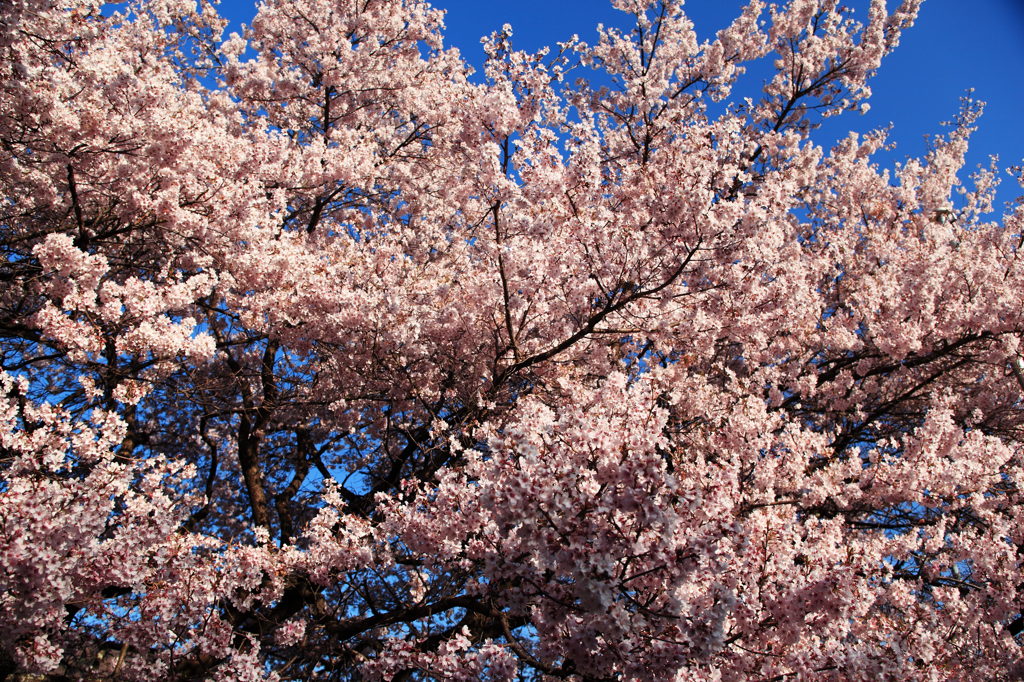 桜　満開