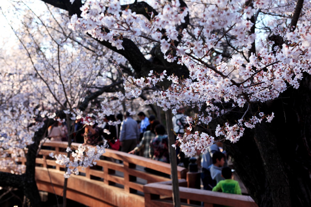 高遠城址　桜雲橋