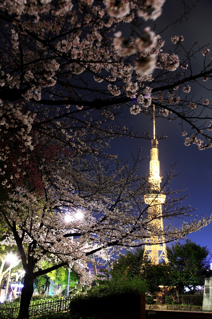 夜桜とテレビ塔