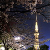 夜桜とテレビ塔
